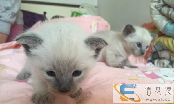 同城转让 有 蓝色系暹罗猫 海豹色暹罗猫