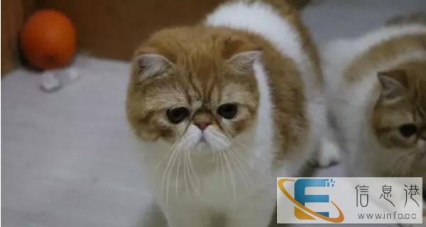 较棒的加菲猫在这 他们都选这家 精品虎斑 有口皆碑