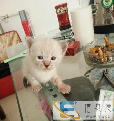 出售暹罗猫幼崽