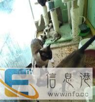 宁城出售暹罗猫,外地可发货