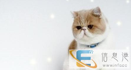 出售加菲猫 幼崽