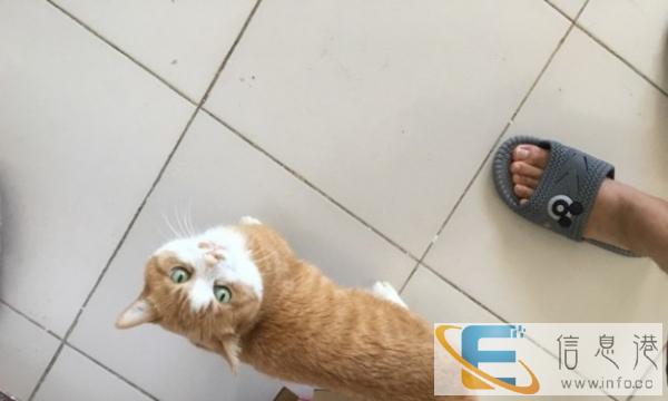 家猫赠送,好家里有院子