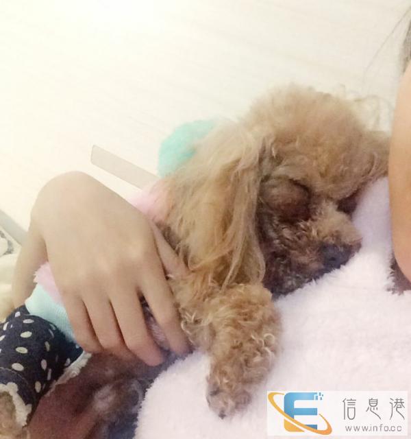 自家小体泰迪对外借配,高