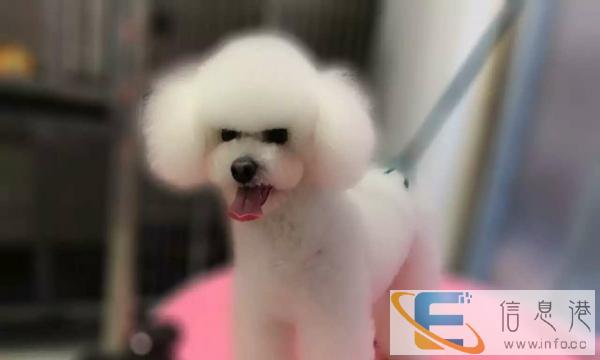 自家小体比熊对外借配,高品质长相好