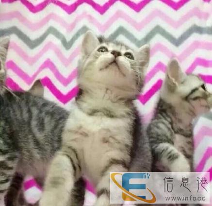 梦宠宠物中心出售美国短毛猫热销中,欢迎