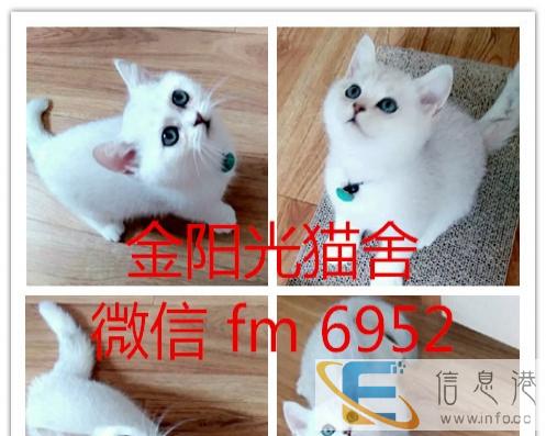 渐层借配 幼猫出售 巨眼脸甜 蓝猫 虎斑也有哦