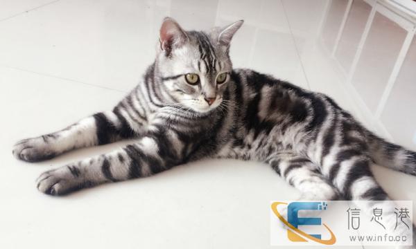 虎斑猫公猫配种