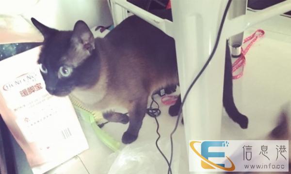 暹罗猫配种,猫是从泰国带回来的