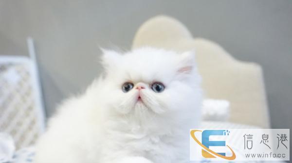出售纯种家养加菲猫 美短加白 英国短毛猫蓝猫金吉拉