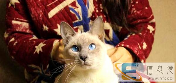 多只可选 纯种 暹罗幼猫保健康纯种