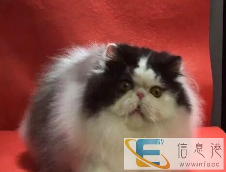 纯种英纯种长毛波斯猫有多只可以短折耳、立耳DD、MM找新家啦