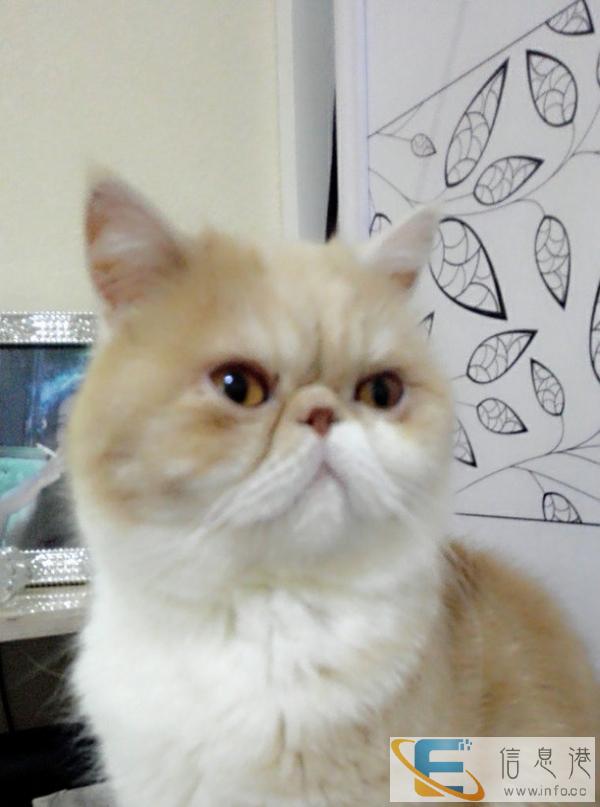 自己养的呆萌可爱加菲猫,因工作原因没时间照顾,帮他找新主人
