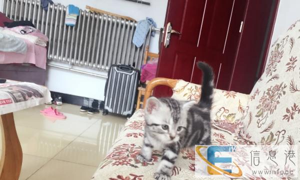 虎斑猫公母出售