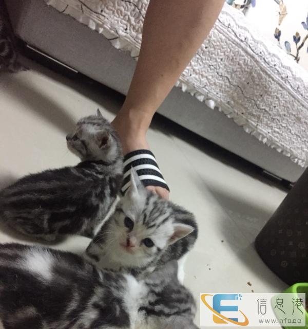 自家繁育的美短八百一只