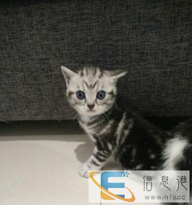 自家繁殖美短宝宝出售