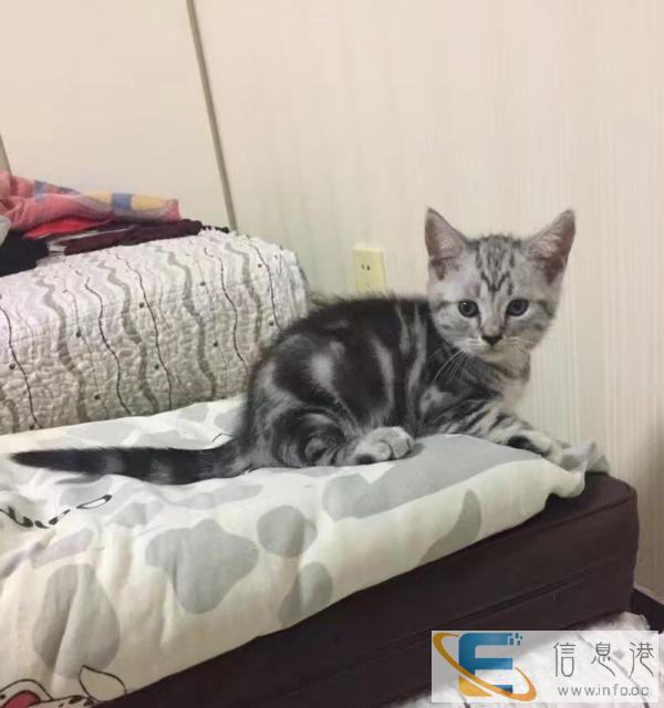 自己猫咪2个月600一只