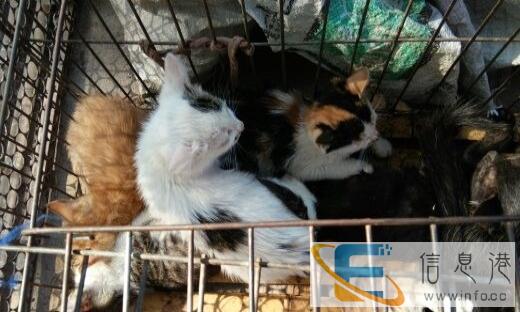 出售加菲猫波斯猫俄罗斯大猫