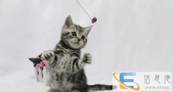 可爱虎斑猫纯种健康价格实惠