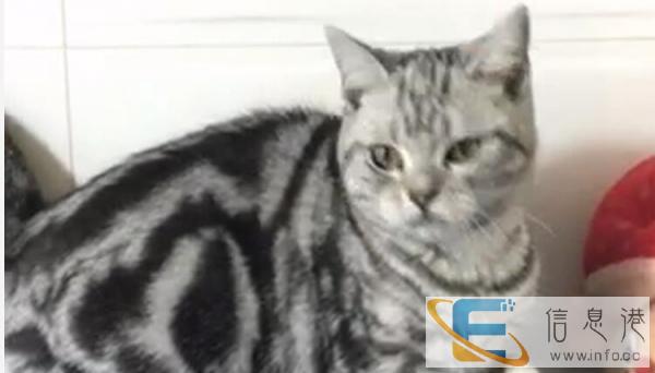 出售美国短毛猫虎斑猫超可爱 公母可选