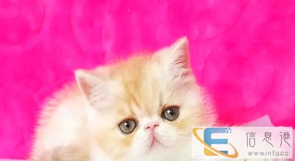 出售高品质红虎斑加菲猫 超级可爱,随时来挑选