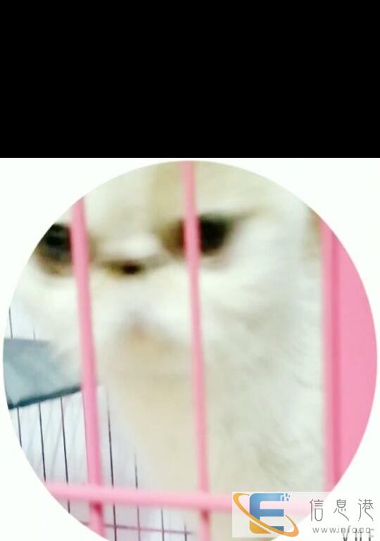 加菲成年母猫可以配猫了忍痛出售