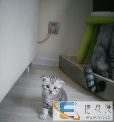 自己繁殖美短加白找主人