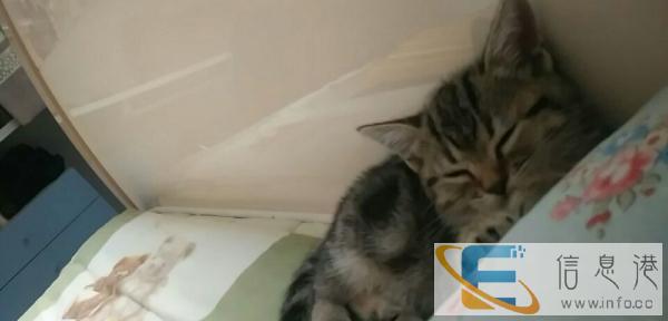 家养两个月大的小猫,上班没时间照顾,找个新家