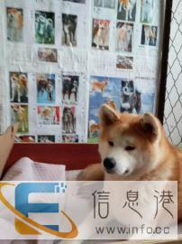 秋田种公对外借配