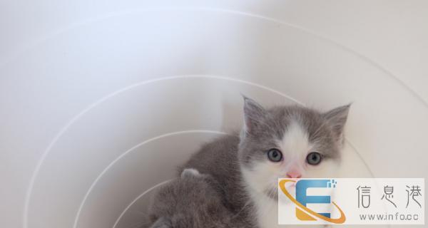 自家繁育英短蓝白纯蓝找新家