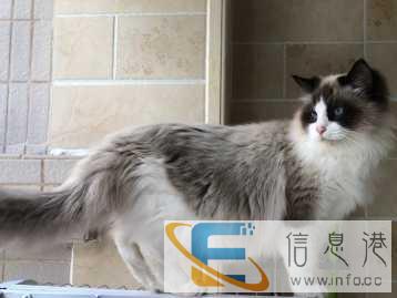 东莞市樟木头猫猫配种布偶猫繁殖国外血统