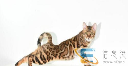 纯家养进口布偶猫,包健康包纯种,公母均有gusa