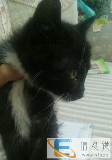 可爱缅甸猫小串找新家,寻找有责任心喜欢猫咪的主人