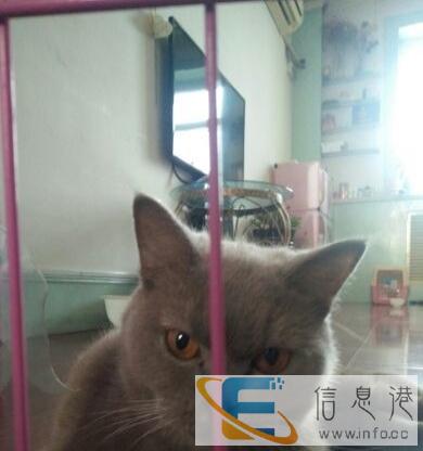 一岁英短蓝猫出售