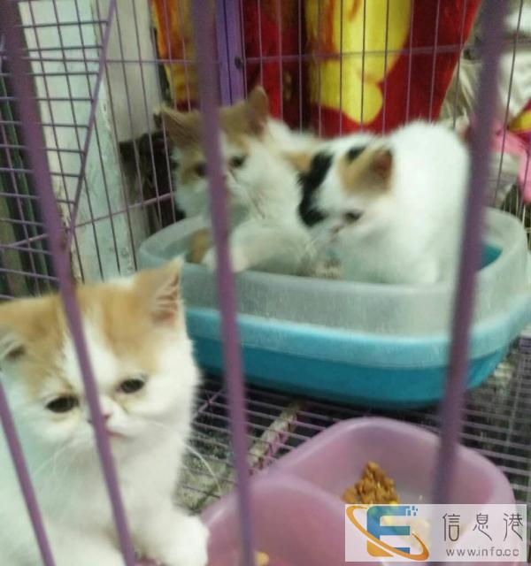 自家加菲猫出售