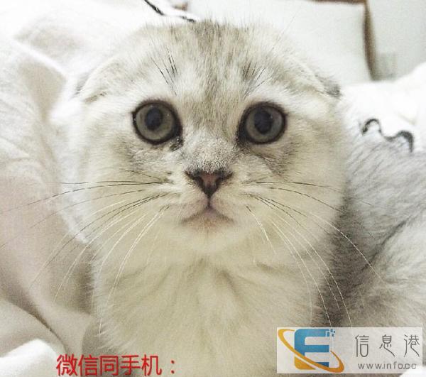 猫舍直销纯种家养幼猫 银渐层 渐层折耳,包售后包健康