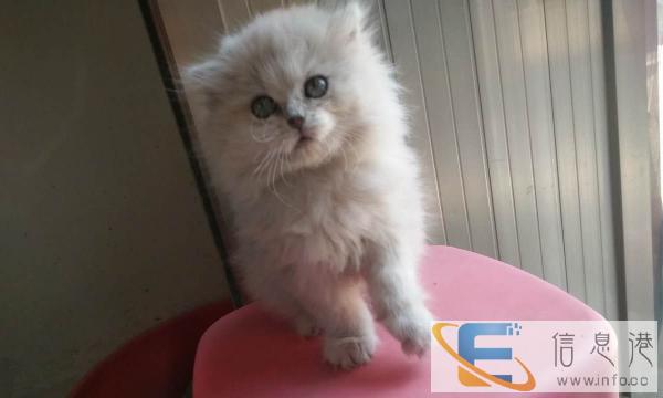 金吉拉小公找新家