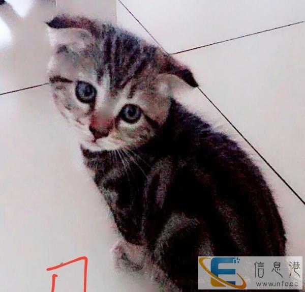 美短虎斑,银渐层幼猫