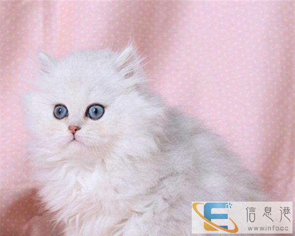 自家繁殖金吉拉,纯种健康,欢迎前来挑选