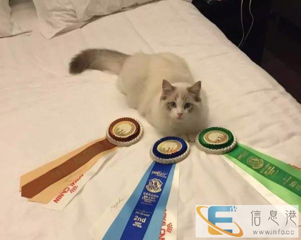 出售布偶猫公母都有海豹山猫樊色布偶