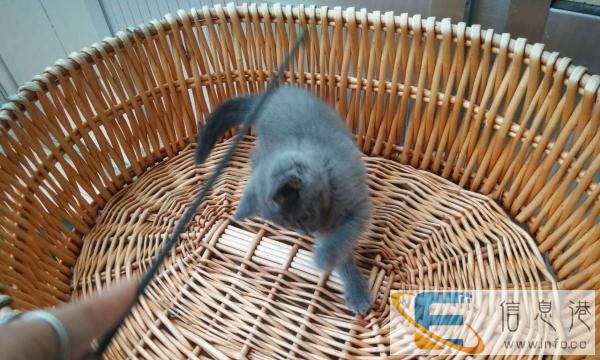 英短蓝猫小母