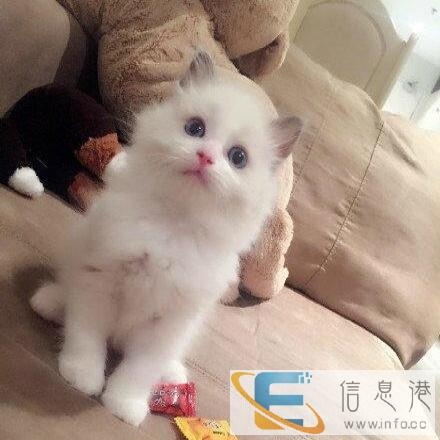 来自家养布偶猫海豹双色幼猫妹妹6月15日出生