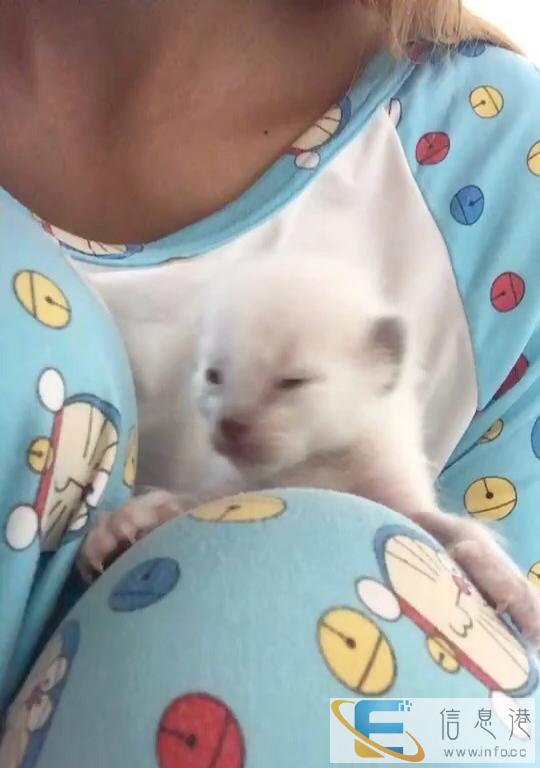 蓝重点暹罗猫低价出售