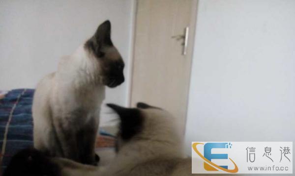 暹罗猫忍痛转让