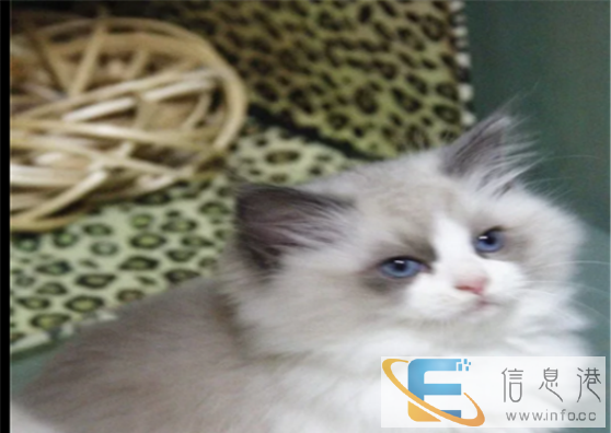 萌主驾到CFA证书布偶猫出售 不可错过 错过后悔不及