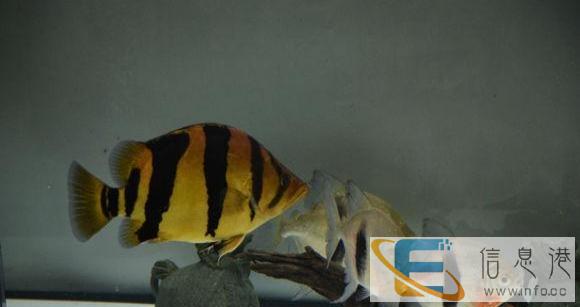 南沙水族馆鱼缸清洗 鱼池清洁 鱼池造景 锦鲤