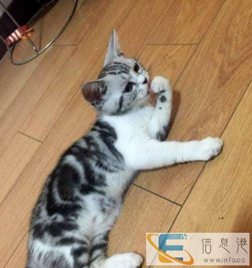 达州低价出售美短猫
