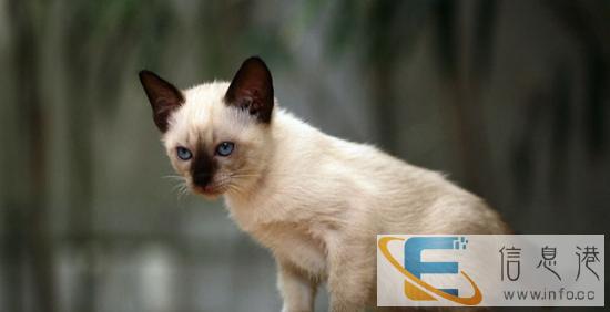 达州低价出售暹罗猫