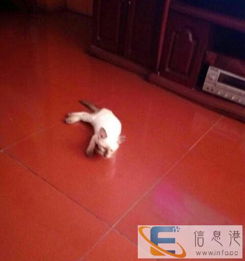 出售暹罗猫达州本地可上门看猫
