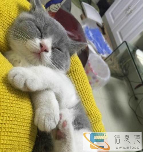 达州低价出售英短梵文蓝猫