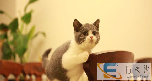 达州低价出售樊纹英短蓝猫